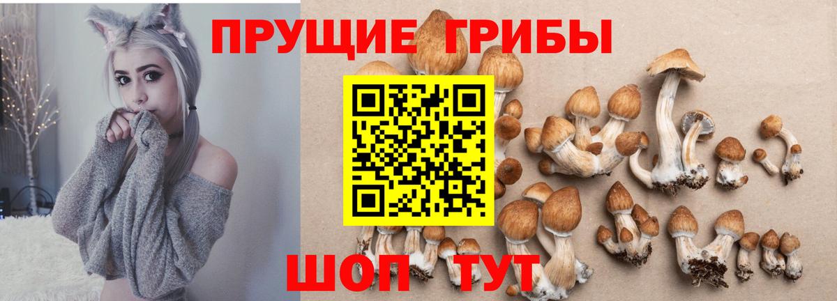 Псилоцибиновые грибы Cubensis Славгород